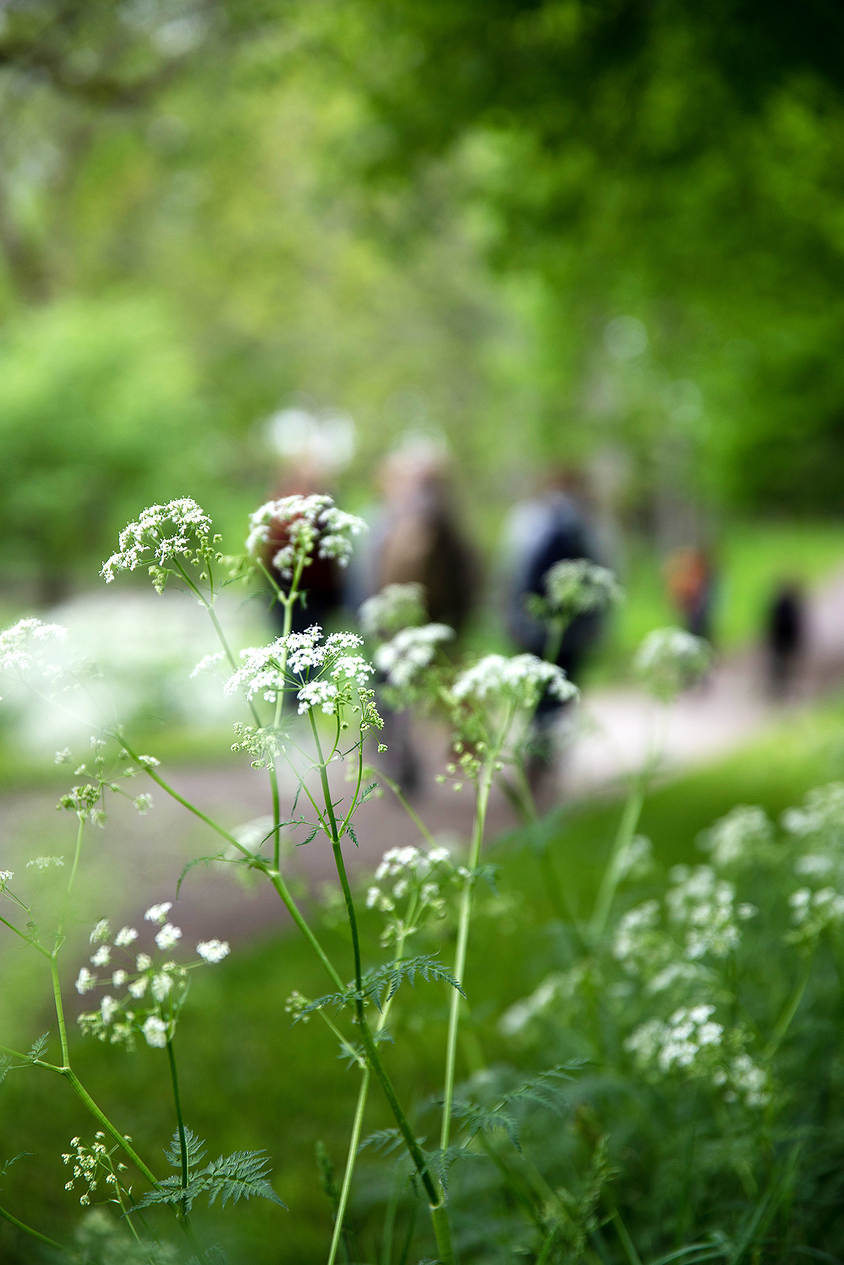 Sigtuna Ingegerdsleden Etapp 4 Blomma Anna Maria Blomqvist Webb