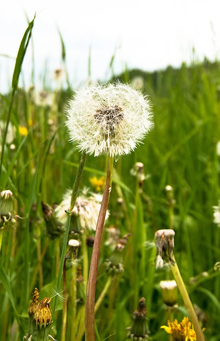 Maskrosor