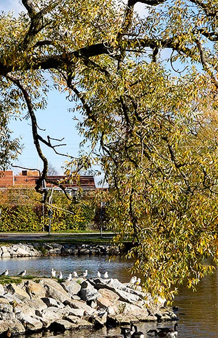 Strandpromenaden Sigtuna höst