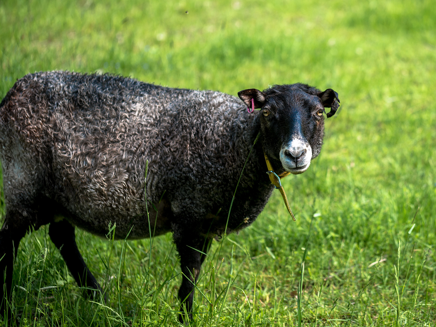 Sigtuna Viby By Gutefår Oscar Söderlund Webb