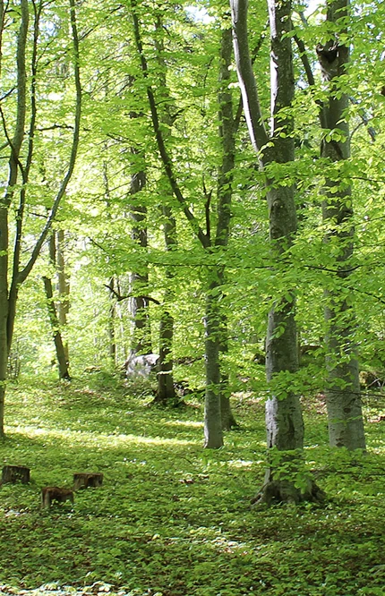 Vårskog i Sigtuna