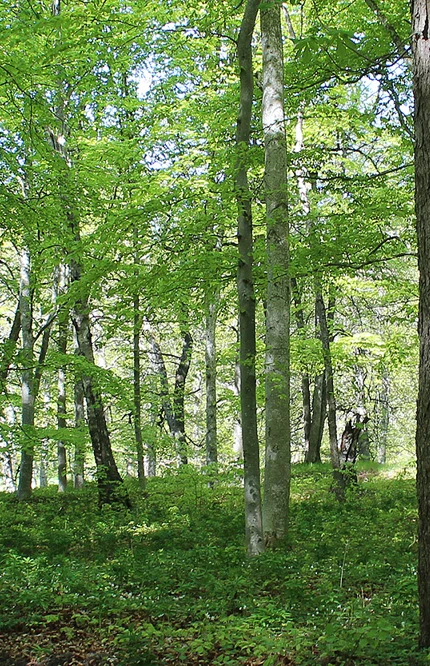 Vårskog i Sigtuna